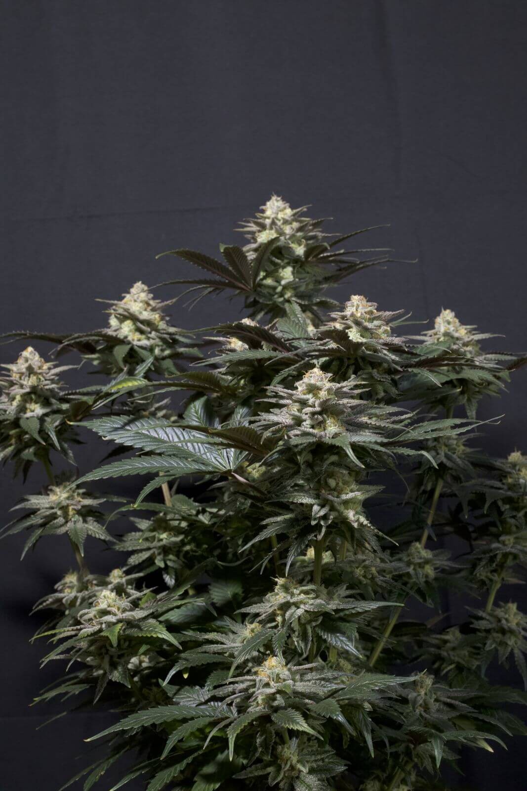 Purple Lemonade FF Feminized by Fast Buds