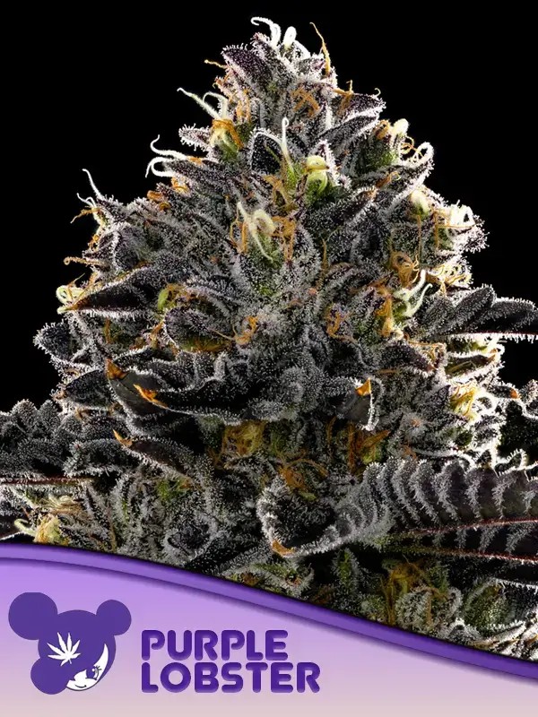 Purple Lobster Feminized by Anesia Seeds