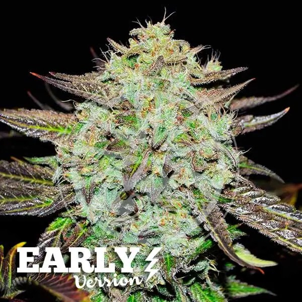 Purple Mango Kush Early Version Feminized by Delicious Seeds