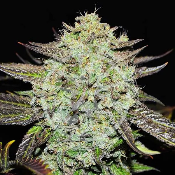 Purple Mango Kush Feminized by Delicious Seeds
