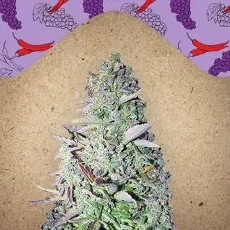 Purple Maroc Feminized by Female Seeds