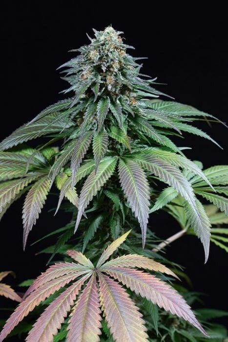 Purple Moby Dick Feminized by Dinafem
