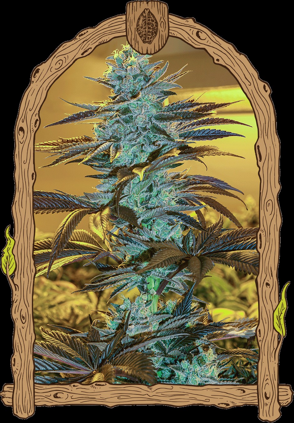 Purple Monkey Auto Autoflower by Exotic Seed