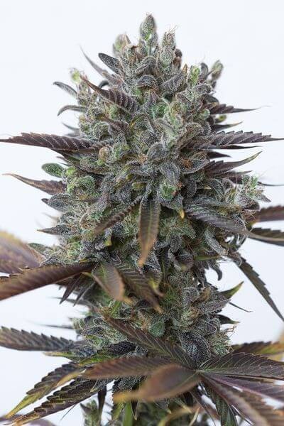 Purple Orange CBD Feminized by Dinafem