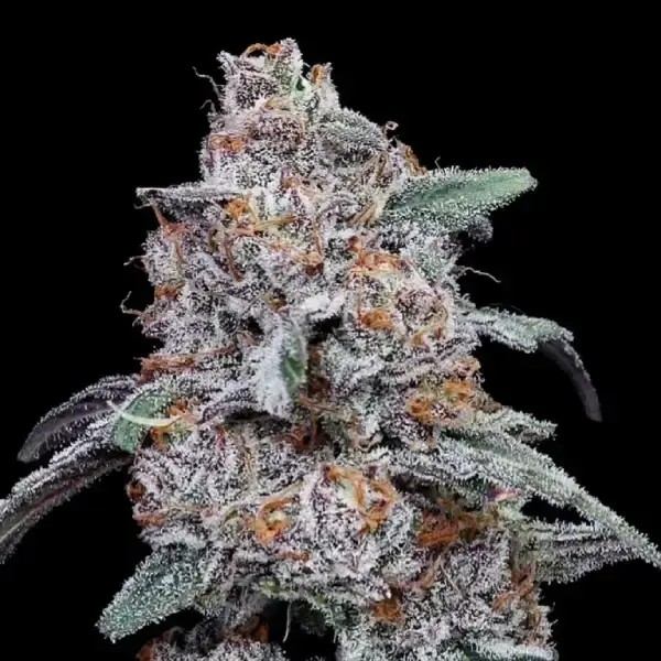 Purple People Eater Auto Autoflower by DNA Genetics