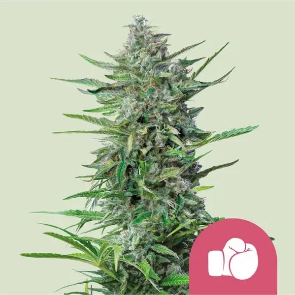 Purple Puch Feminized by Royal Queen Seeds