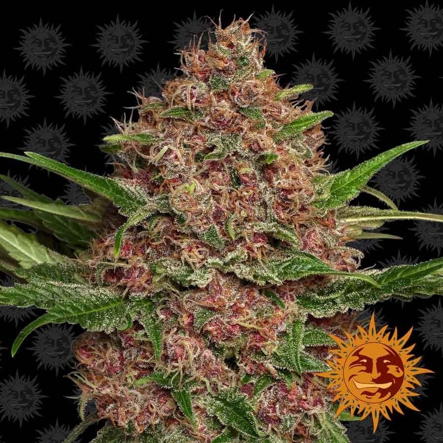 Purple Punch Auto Autoflower by Barneys Farm