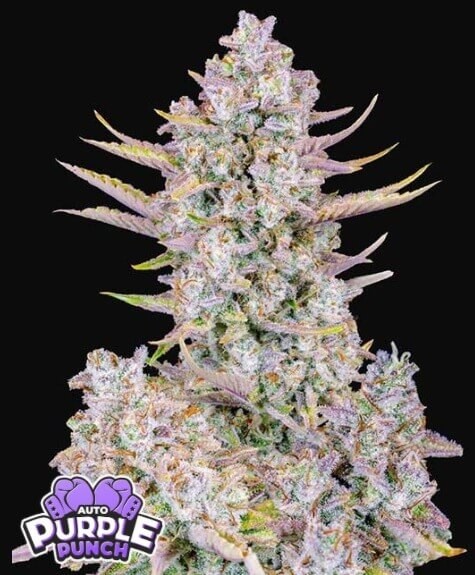 Purple Punch Auto Autoflower by Fast Buds