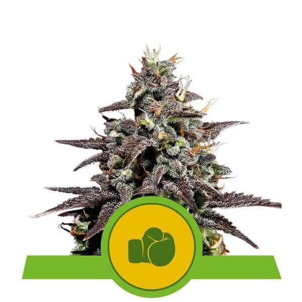 Purple Punch Auto Autoflower by Royal Queen Seeds