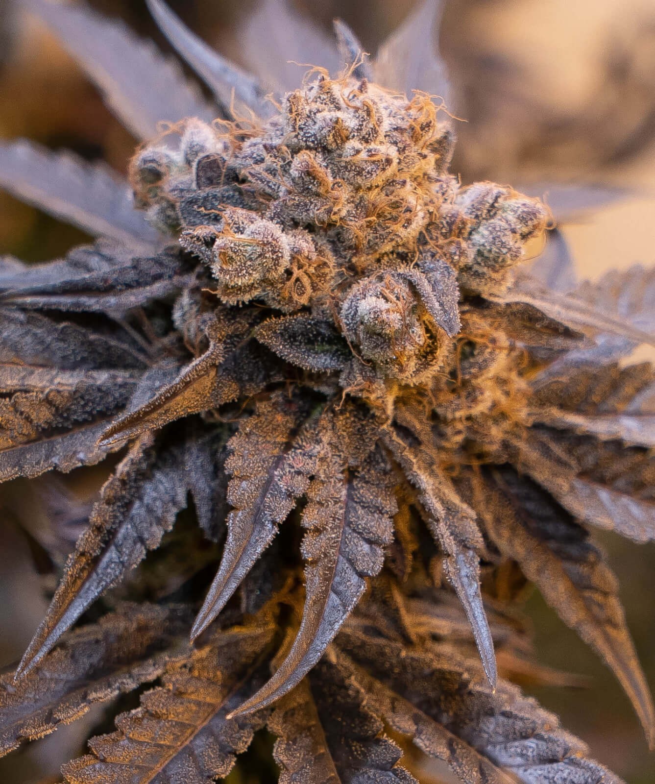 Purple Punch Auto HSB Autoflower by High Speed Buds