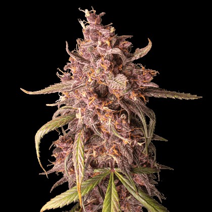 Purple Punch Autoflower Autoflower by Seedstockers