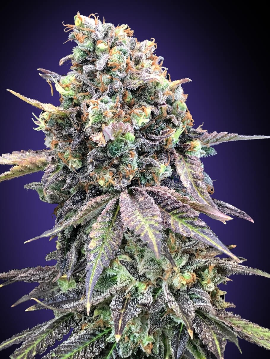 Purple Punch Feminized by 00 Seeds Bank