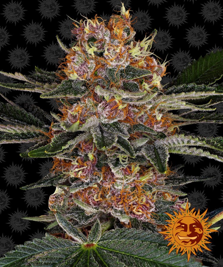 Purple Punch Feminized by Barneys Farm