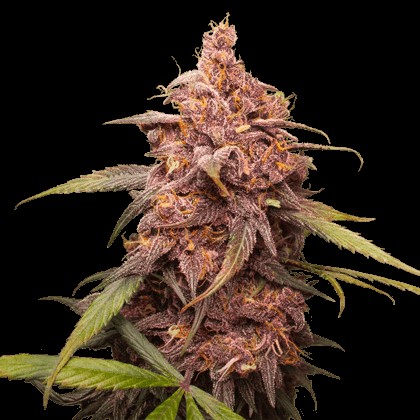 Purple Punch Feminized by Seedstockers