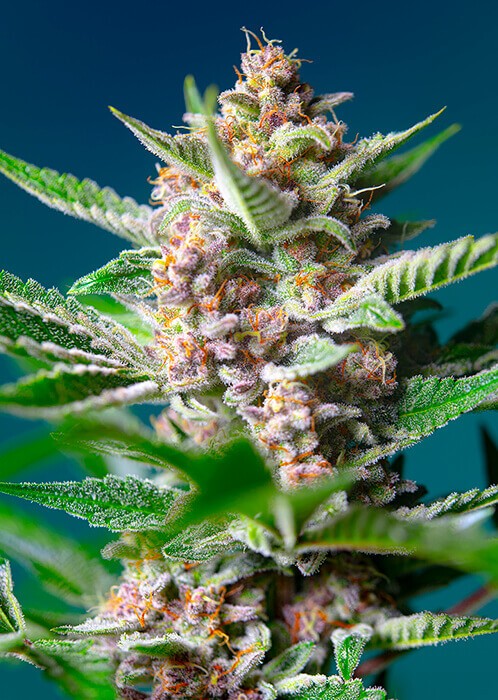 Purple Punch OG Feminized by Sweet Seeds