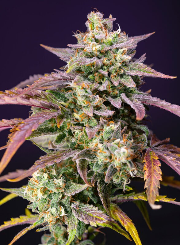 Purple Punch OG XL Auto Autoflower by Sweet Seeds