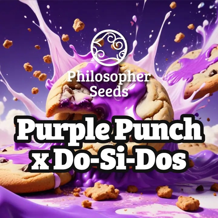Purple Punch x Do-Si-Dos Feminized by Philosopher Seeds