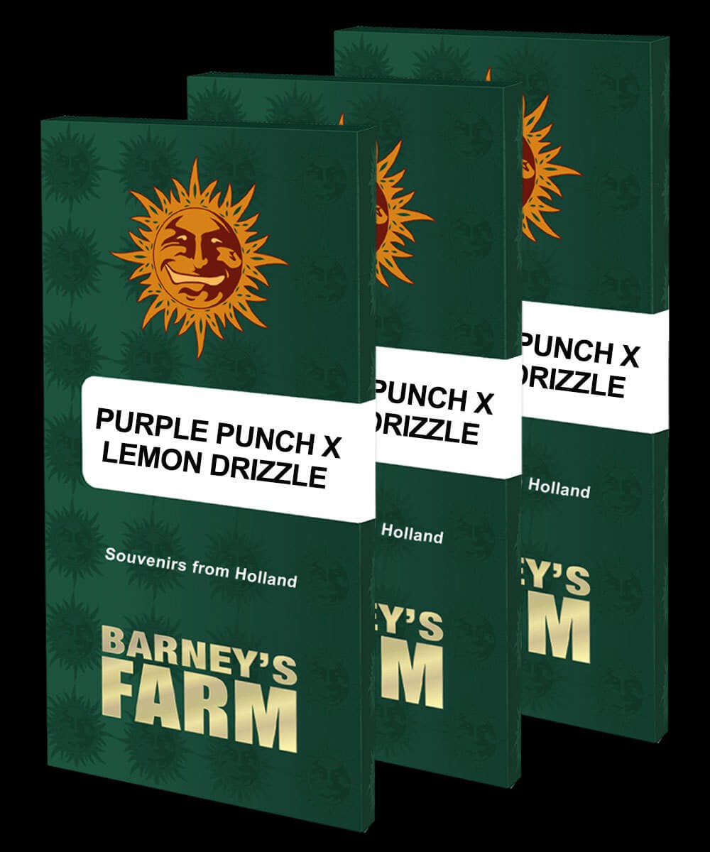 Purple Punch x Lemon Drizzle Feminized by Barneys Farm