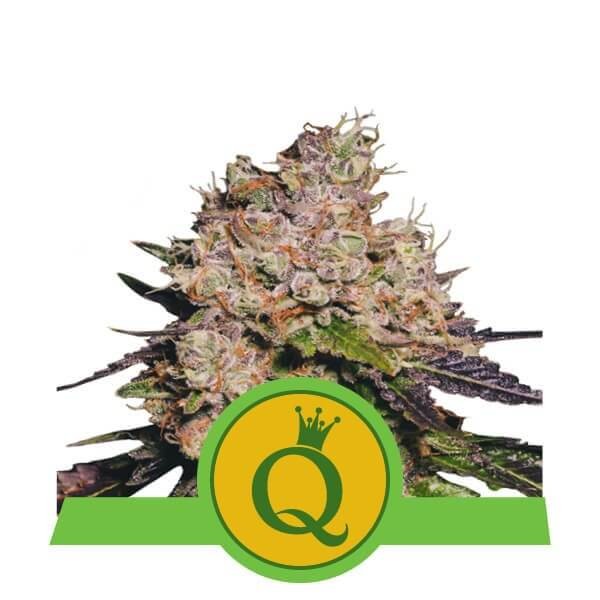 Purple Queen Auto Autoflower by Royal Queen Seeds