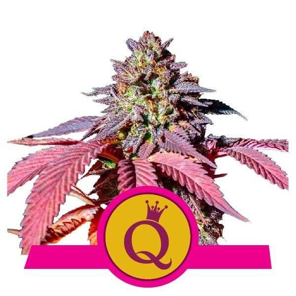Purple Queen Feminized by Royal Queen Seeds