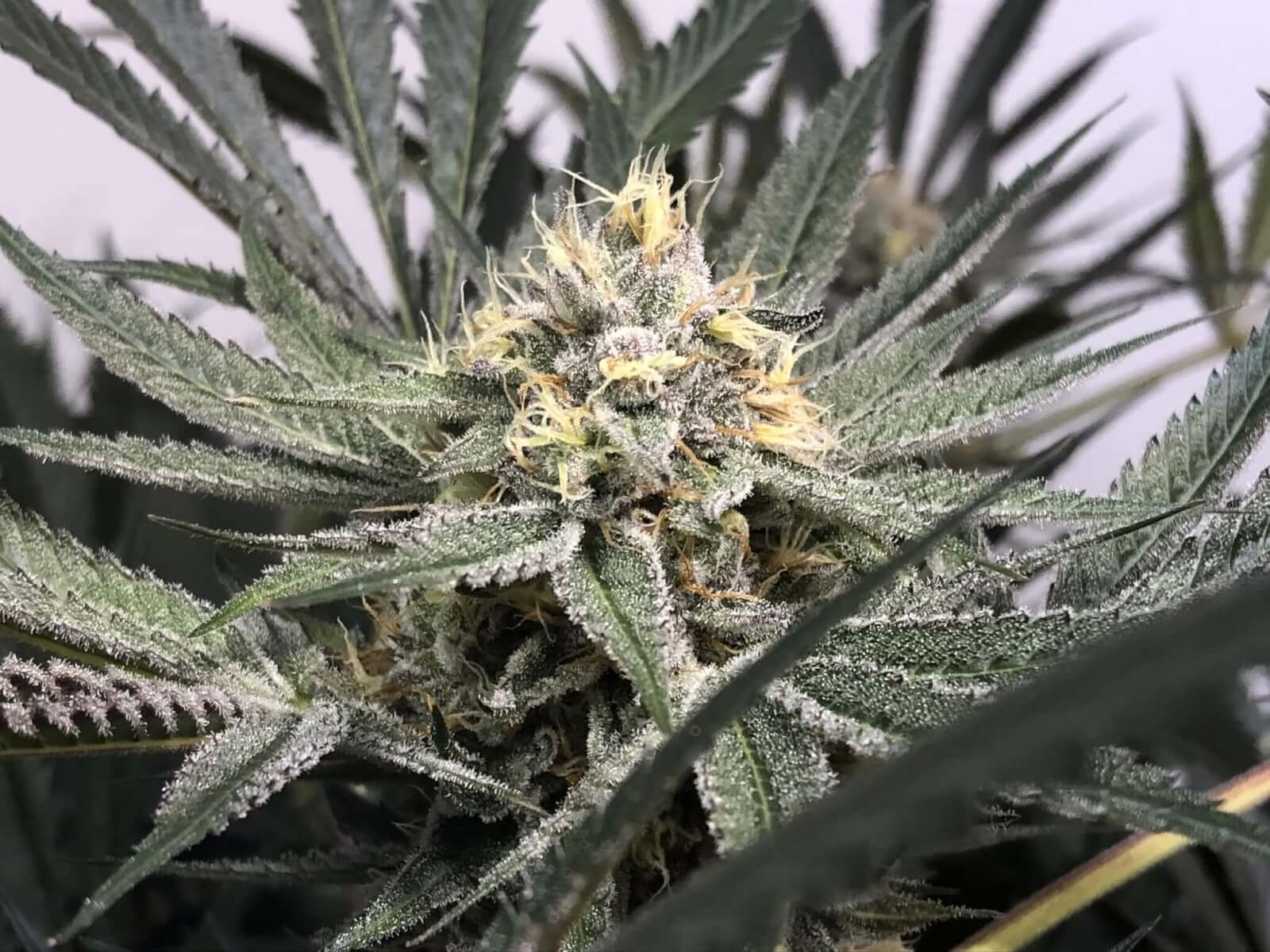 Purple Shah Feminized by TGA Mz Jill Genetics