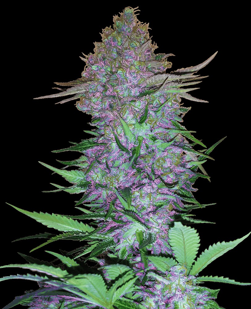 Purple Skunk Auto Autoflower by Sensi Seeds
