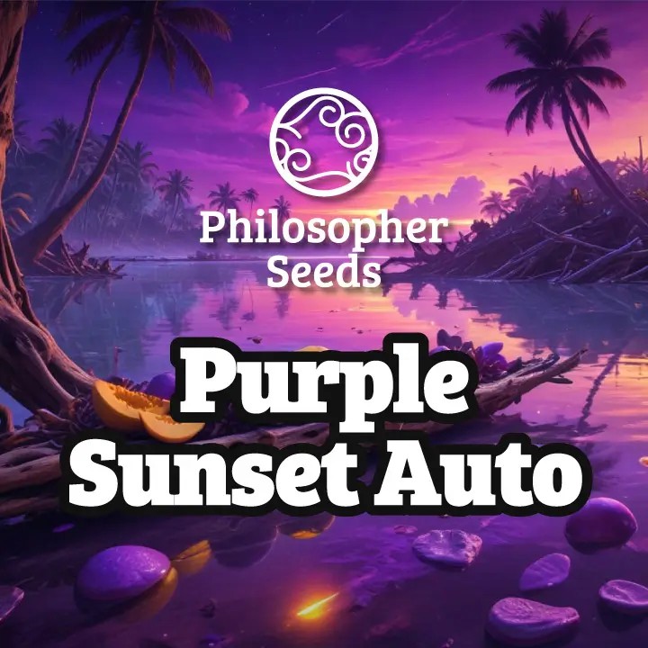 Purple Sunset Auto Autoflower by Philosopher Seeds