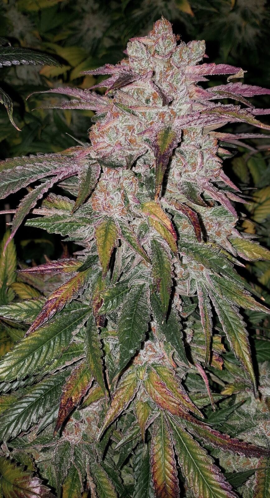 Purple Thai Autoflower R B1 Autoflower by Ethos Genetics