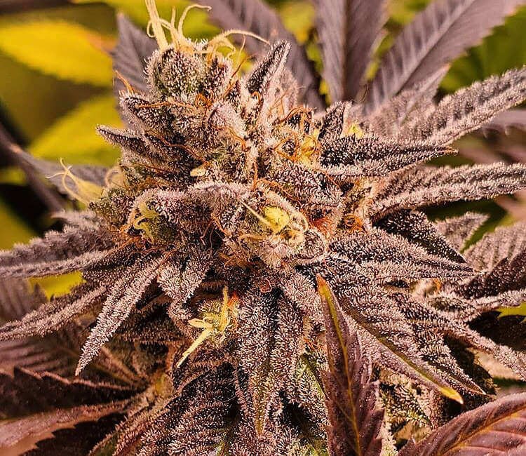 Purple Turban Feminized by TGA Mz Jill Genetics
