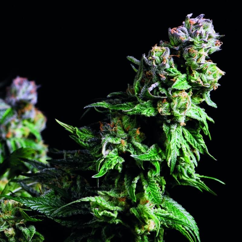 Purple Urkle Feminized by Pyramid Seeds