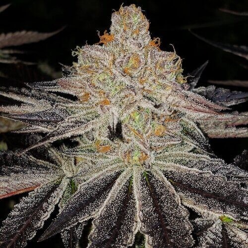 Purple Zkittlez Rbx Feminized by Ethos Genetics
