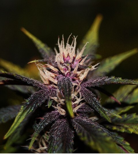 Purplediol Auto CBD Autoflower by Elite Seeds