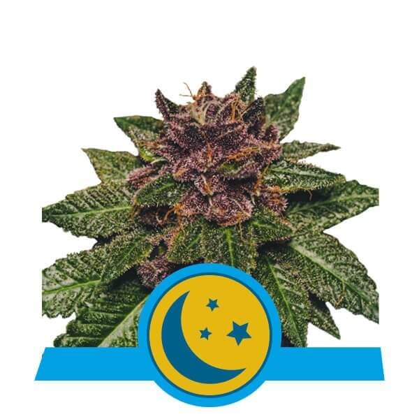 Purplematic CBD Autoflower by Royal Queen Seeds