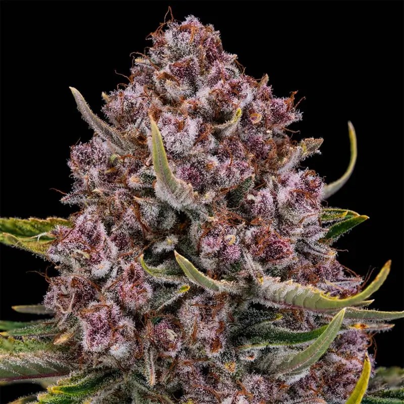 Purplenade XXL Auto Autoflower by Silent Seeds
