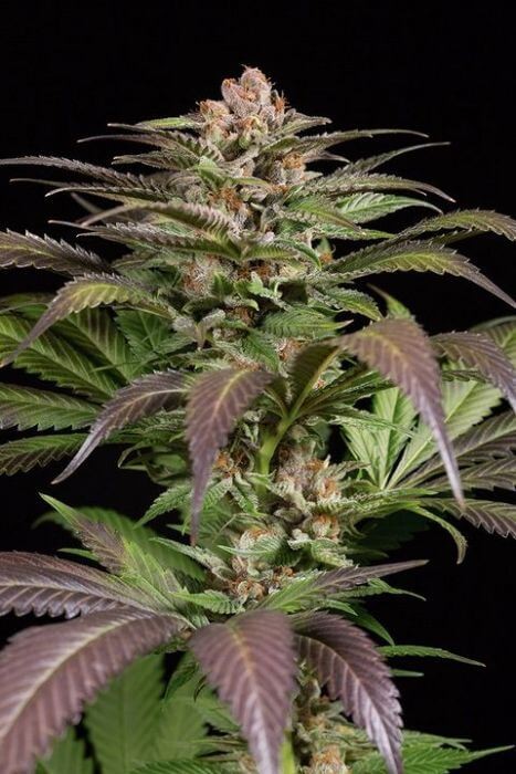 Purps #1 Feminized by Dinafem
