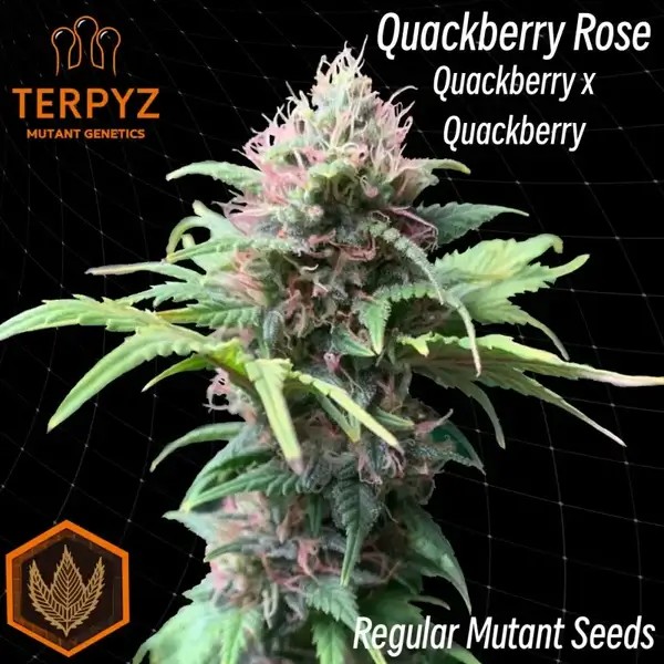 Quackberry Rose Regular by TerpyZ Mutant Genetics