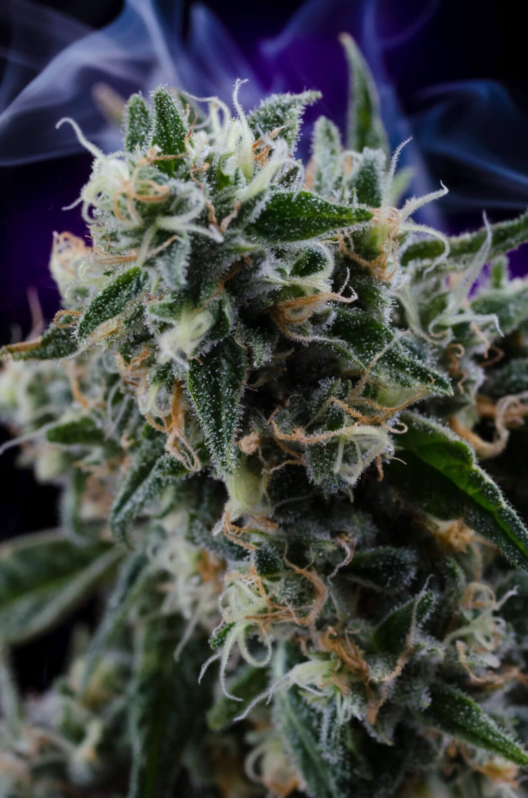 Quantum Kush Regular by Homegrown Natural Wonders