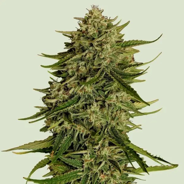 Quantum Terp F1 Auto Autoflower by Royal Queen Seeds