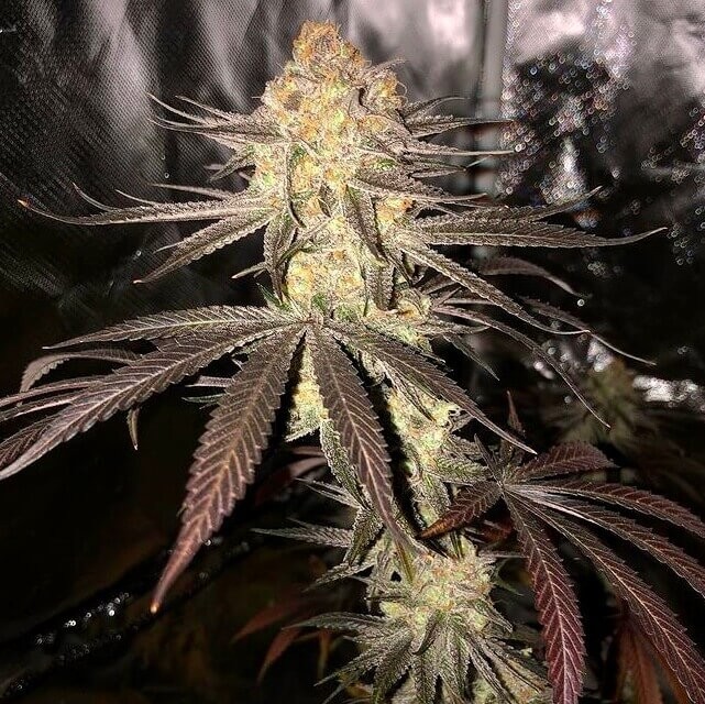Querkle Regular by TGA Mz Jill Genetics
