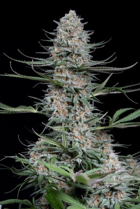 Quick Critical + Feminized by Dinafem