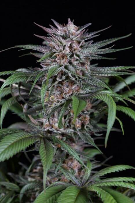 Quick Kush Feminized by Dinafem