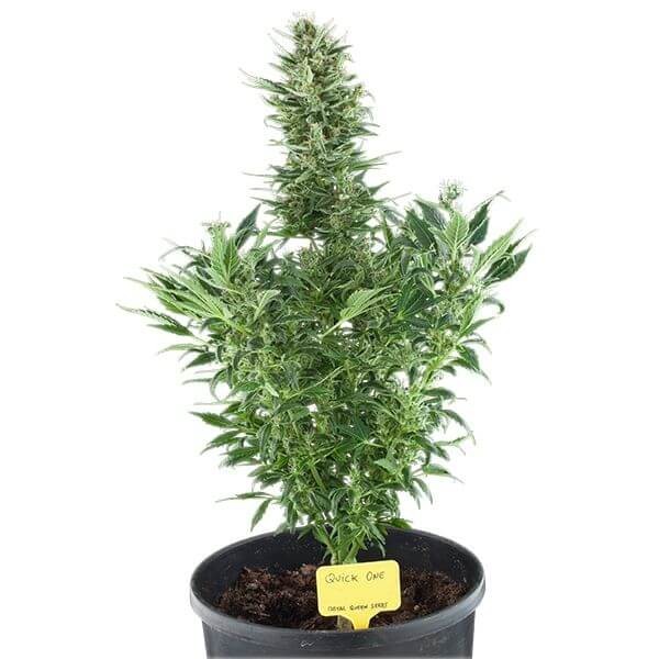 Quick One Autoflower by Royal Queen Seeds