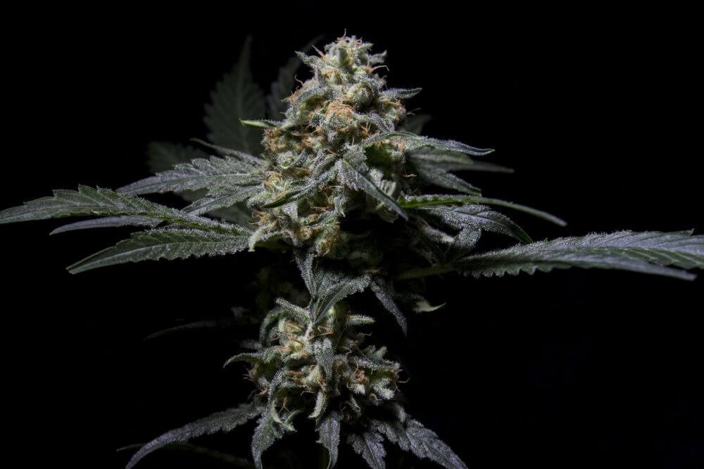 R-Kiem Regular by R-Kiem Seeds