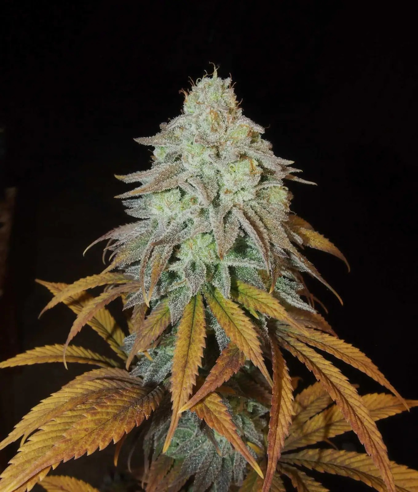 RM Confidential Feminized by The Grateful Seeds