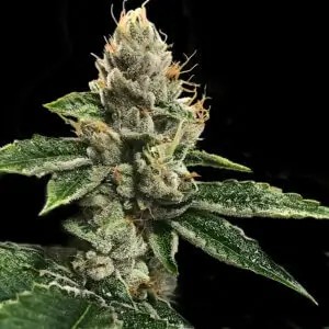 RP 43 aka Richard Petty Feminized by DNA Genetics