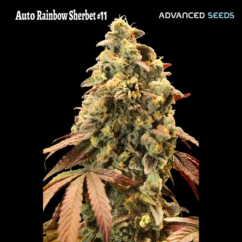 RS11 Auto aka Rainbow Sherbert #11 Auto Autoflower by Advanced Seeds