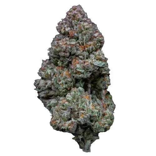 RS11 Feminized by Growers Choice