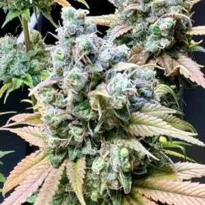 RS11 Feminized by cannapot