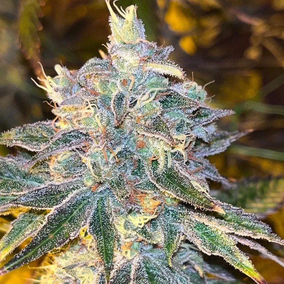RS11 Kosher Feminized by Old School Genetics