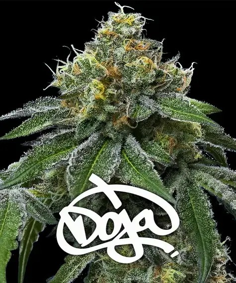 RS11 x Banana OG Feminized by Barneys Farm